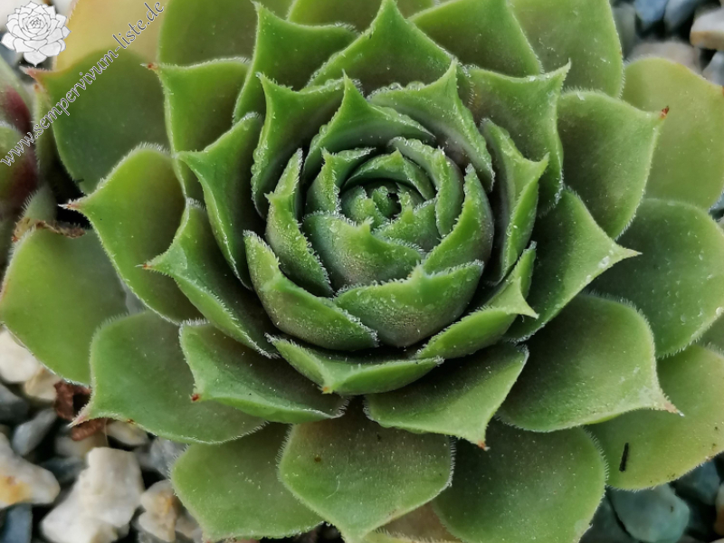 Endless Love (Netzfund)