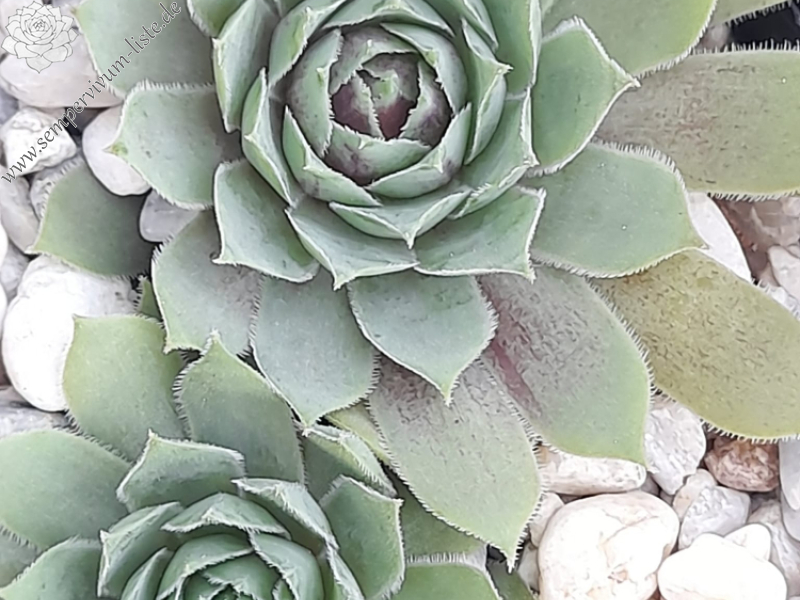 Sense of Wonder (Netzfund)