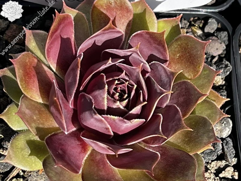 Cherry Cherry Lady (Netzfund)