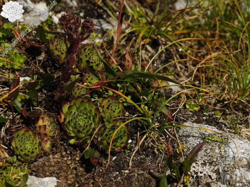 montanum ssp. stiriacum from Edelweißspitze, O Abhang