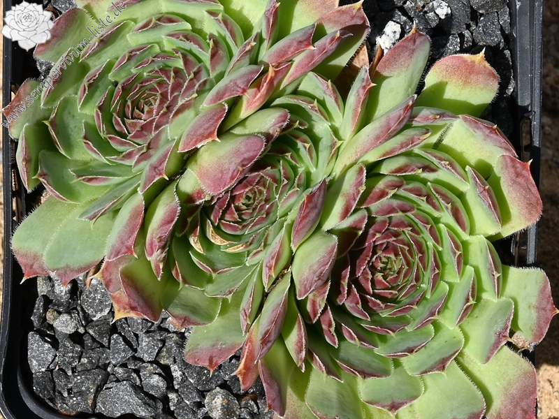 Greenish Red / Jovi