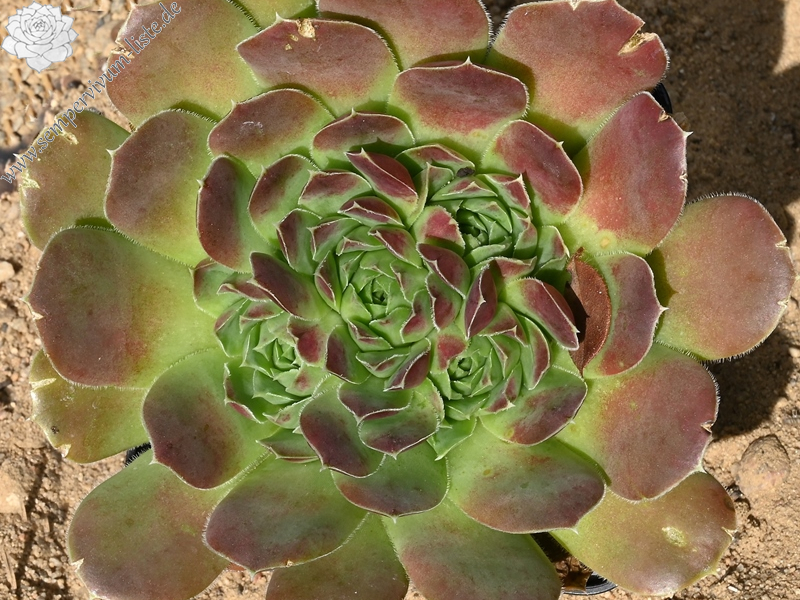 Nemrut Dagi / Jovi