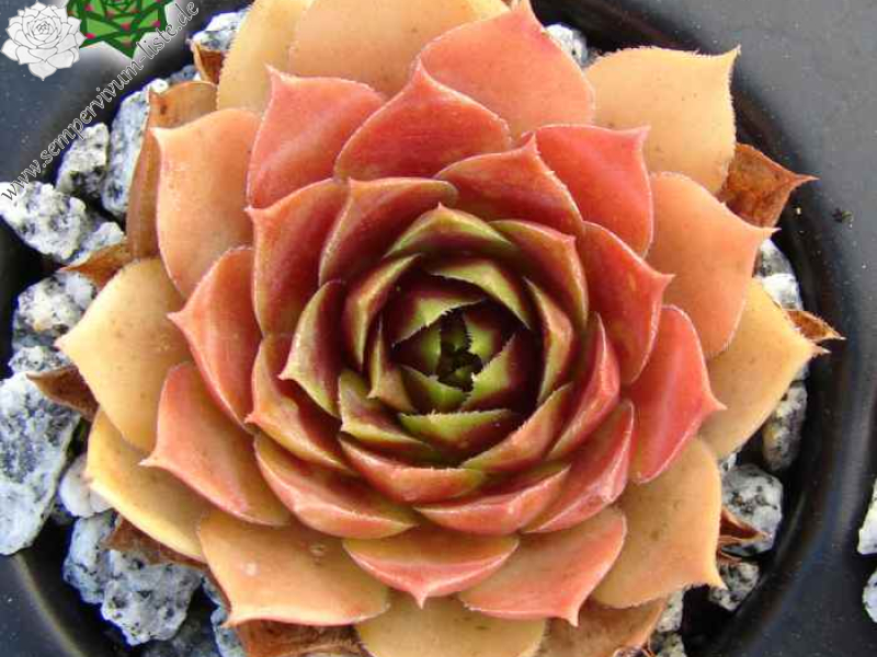 Sonnenherz (Netzfund)