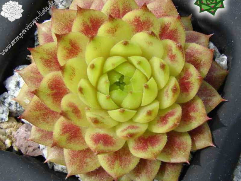 Zitronella (Netzfund)