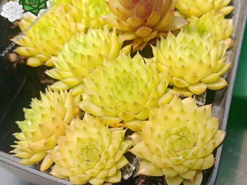 Zitronella (Netzfund)