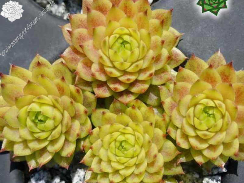 Zitronella (Netzfund)