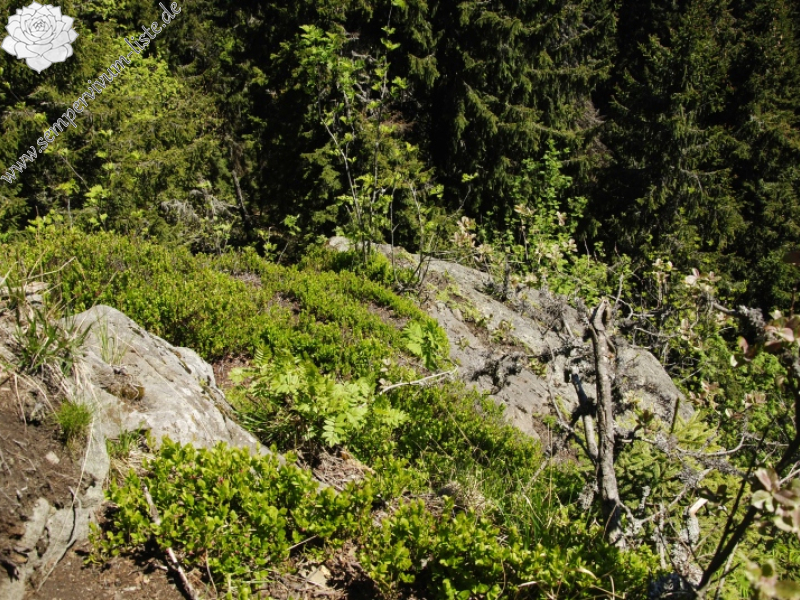 montanum ssp. heterophyllum from Katruška