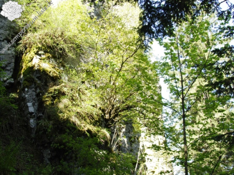 montanum ssp. heterophyllum from Hrb