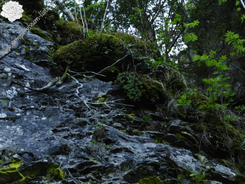 montanum ssp. heterophyllum from Hrb