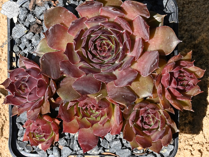 Albisoca