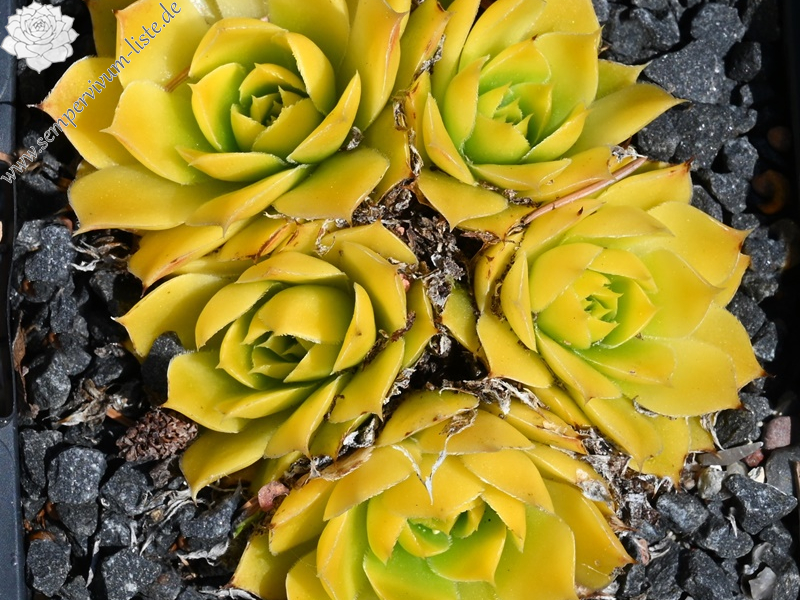 Lemon Queen / Jovi