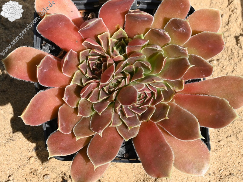 Yellowstone Caldera / Jovi