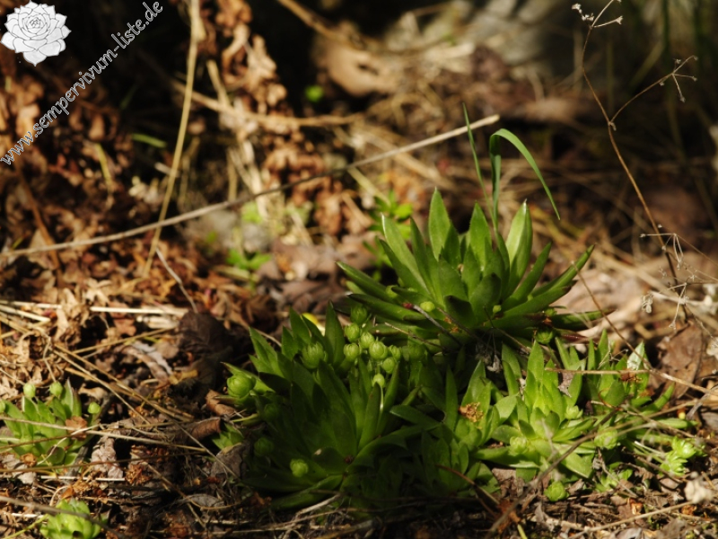globiferum ssp. hirtum (preissianum) from Malčekova skala