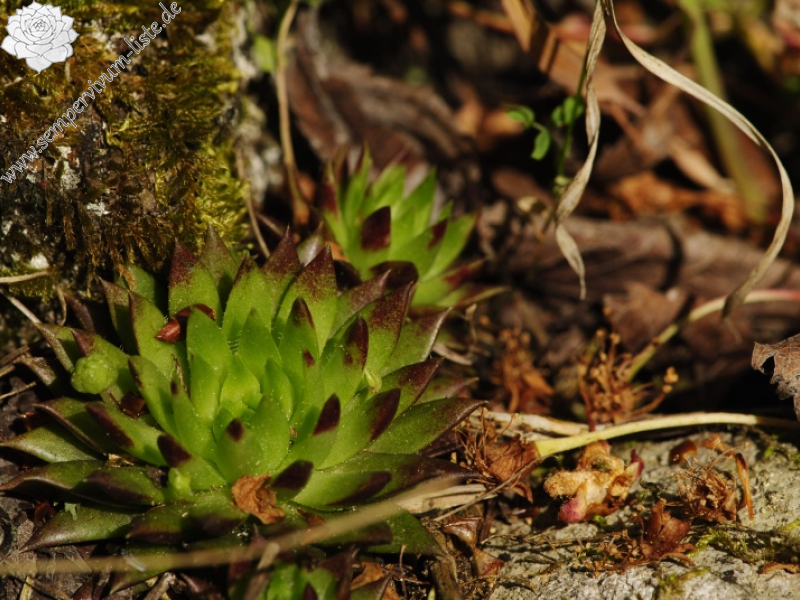globiferum ssp. hirtum (preissianum) from Malčekova skala