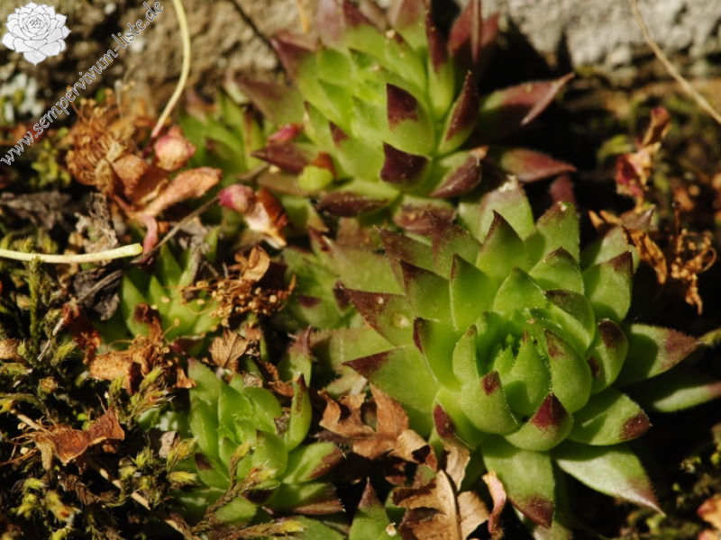 globiferum ssp. hirtum (preissianum) from Malčekova skala