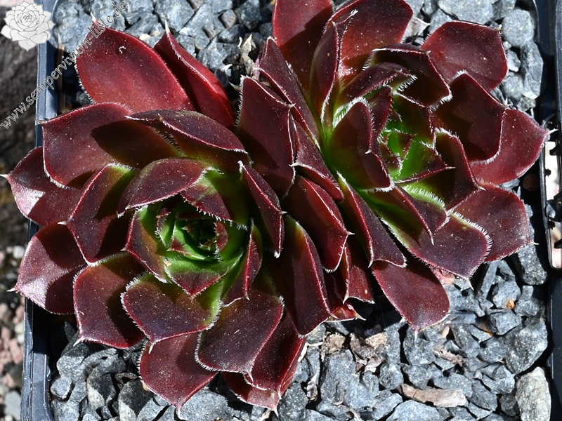 Bodmeier Beatrix / Jovi