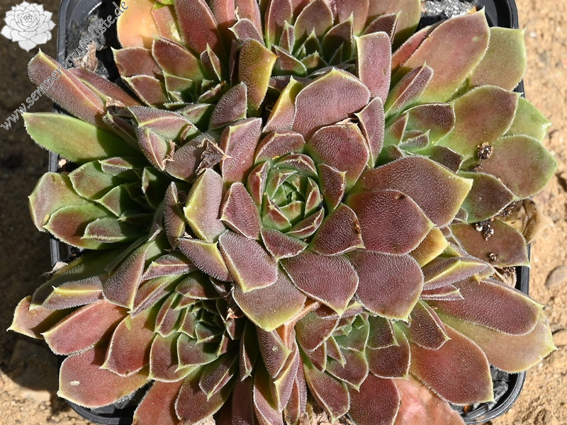 Carl von Linné / Jovi