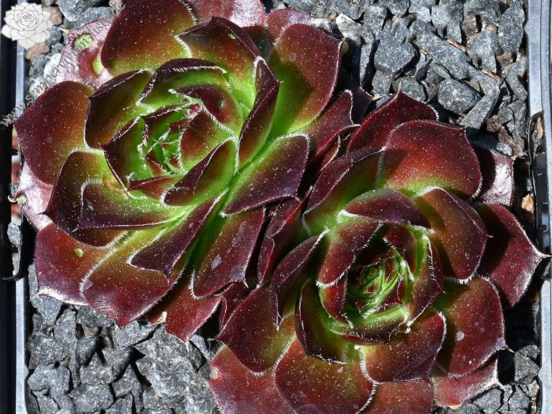 Chocolate Sundae / Jovi