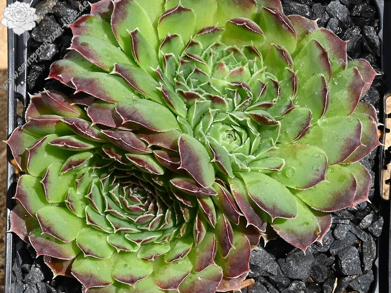 Heimatliebe / Jovi (NNG)