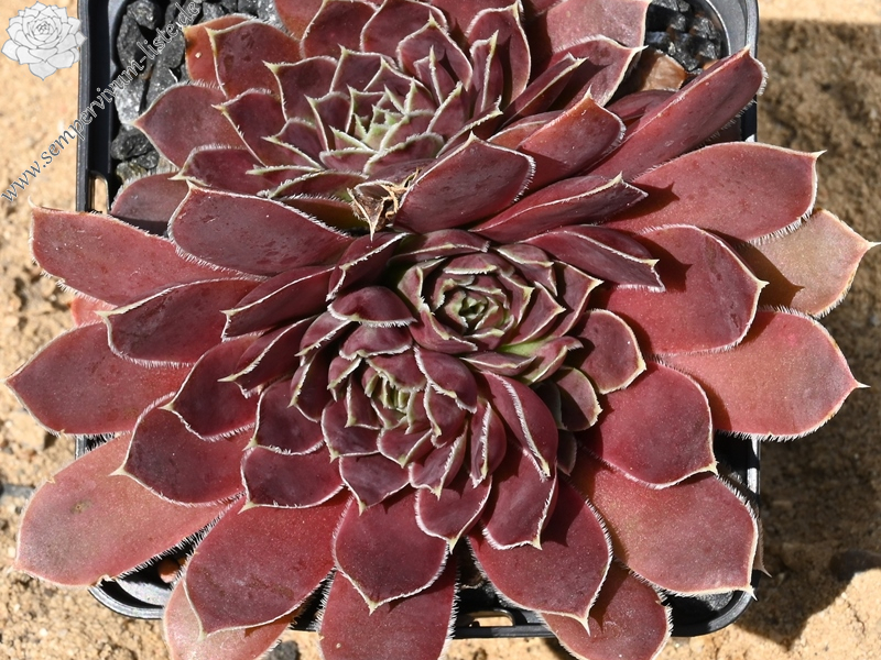 Johanna / Jovi