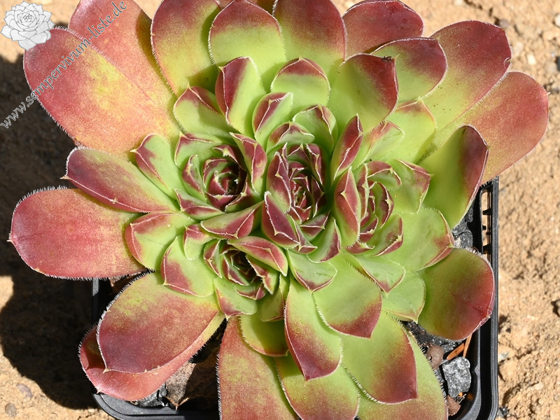 Ofelia / Jovi