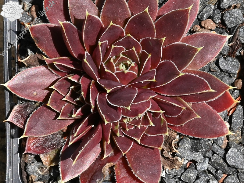 Tricotet / Jovi