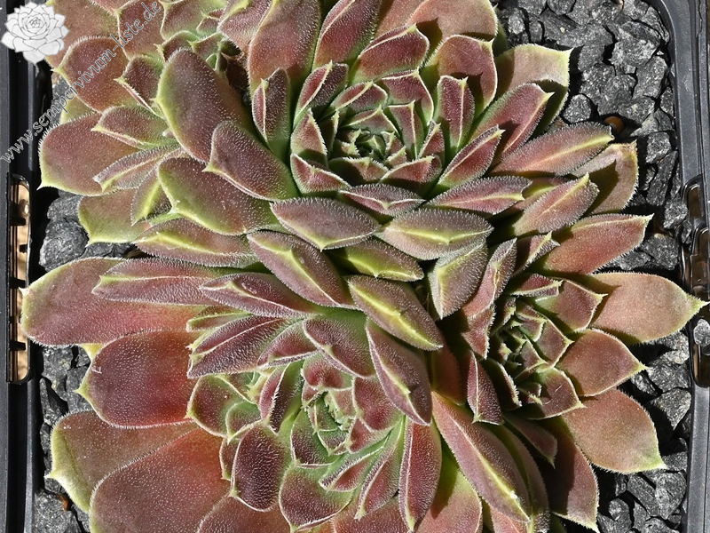 Earl von Linne / Jovi