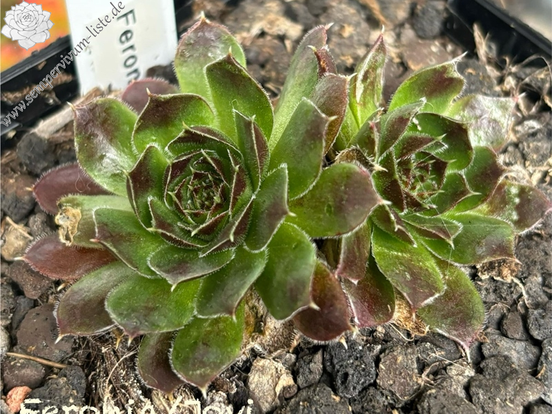 Feronia / Jovi (NNG)