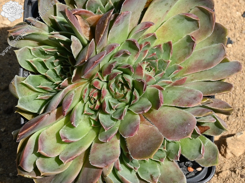 Pfälzer Jubiläum / Jovi