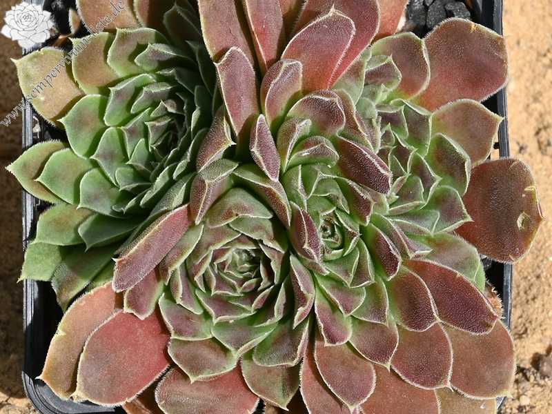 Purus / Jovi