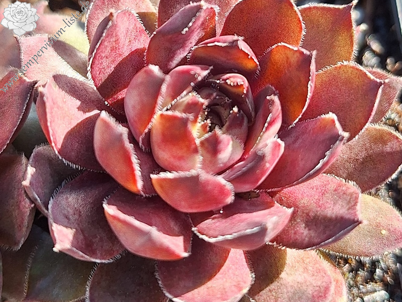 Wiener Zone (Netzfund)