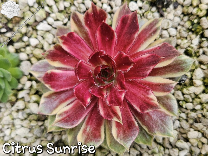 Chick Charms® Citrus Sunrise (NG)