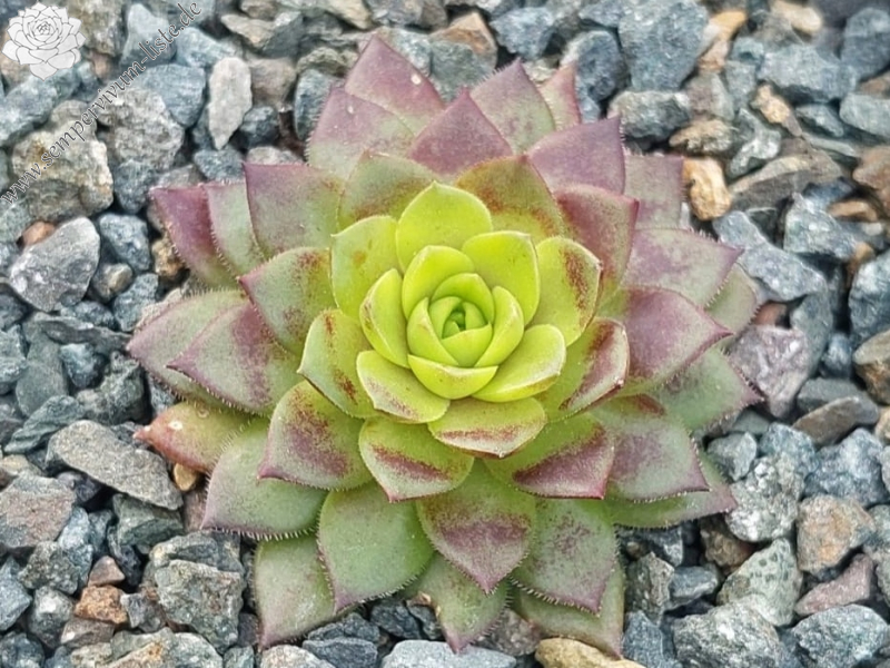 Dickmadam (Netzfund)