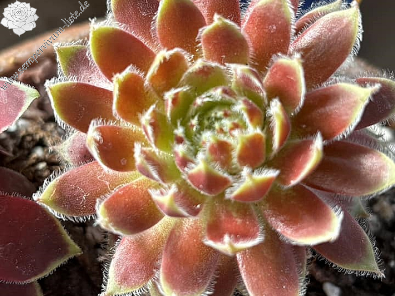 Chick Charms® Gold Dust (Netzfund)