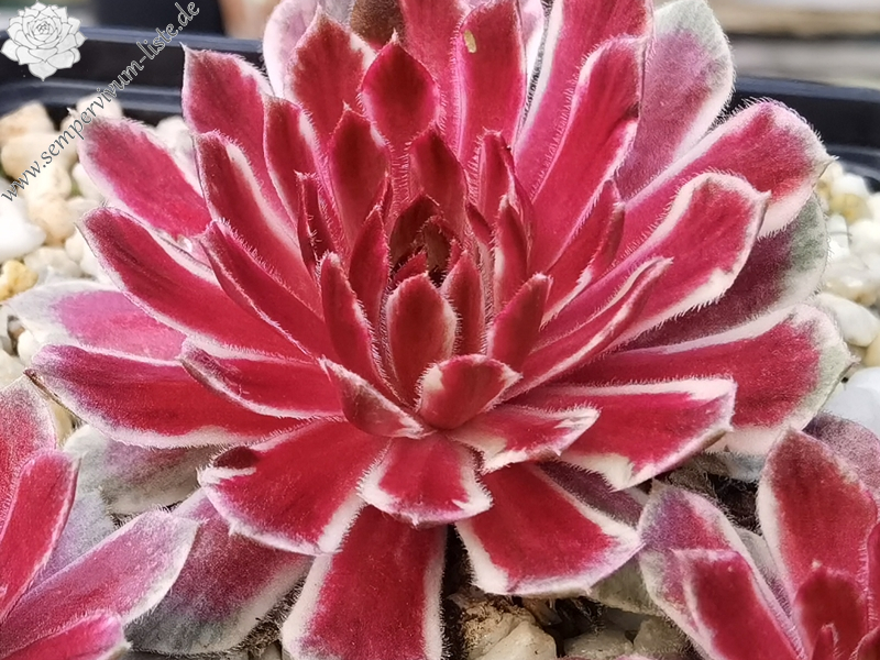 Chick Charms® Lotus Blossom (NG)