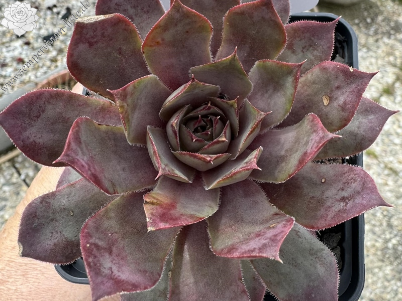 Rosa Wolken (Netzfund)