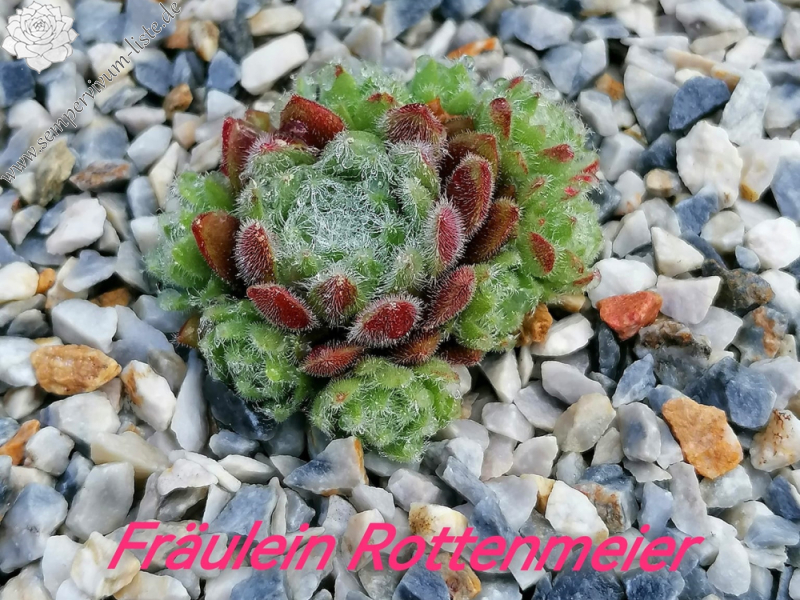 Fräulein Rottenmeier