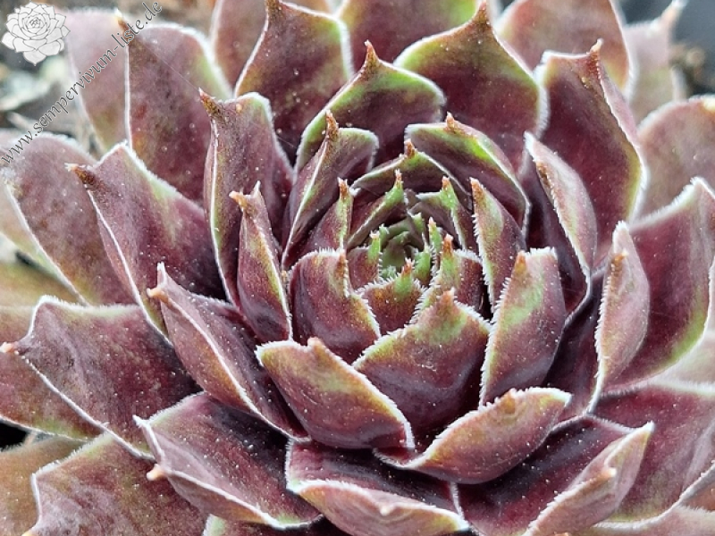 Knutschfleck (Netzfund)