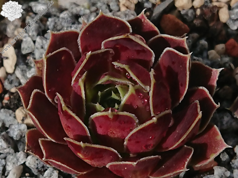 Korspelse Idaline
