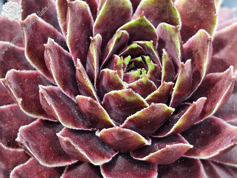 Lily of Valley (Netzfund)