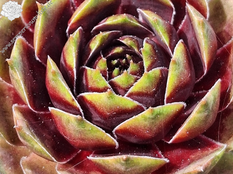 Queen of Sheba (Netzfund)