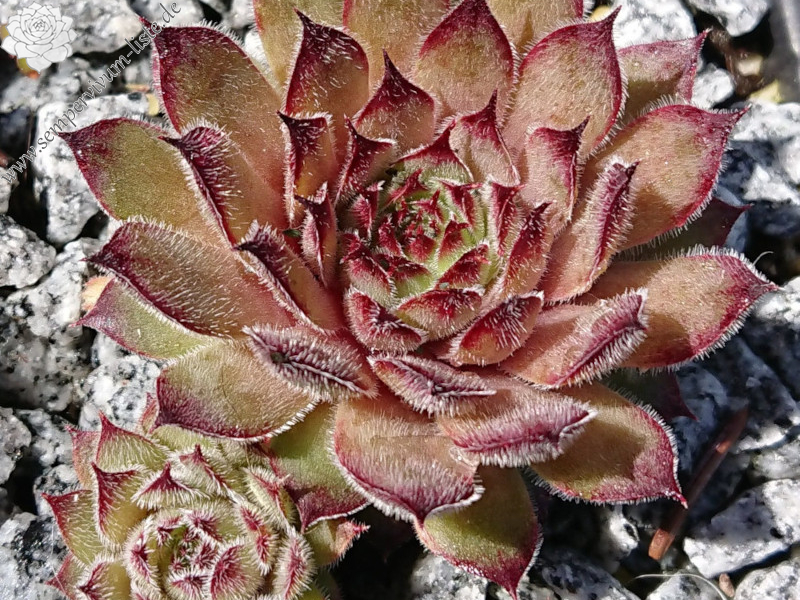 Queen Elizabeth
