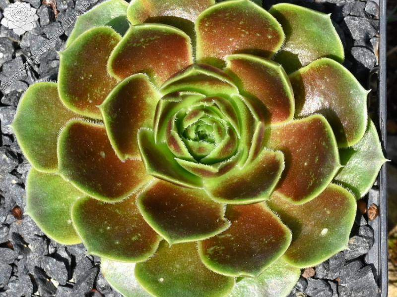 Ballet Dancer / Jovi