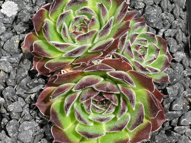 Vaya con Dios / Jovi