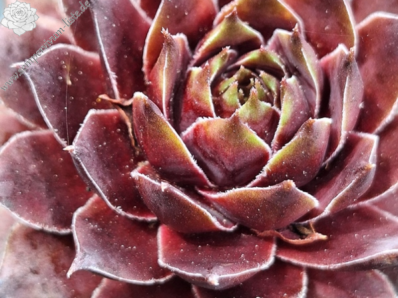 Sense of Wonder (Netzfund)