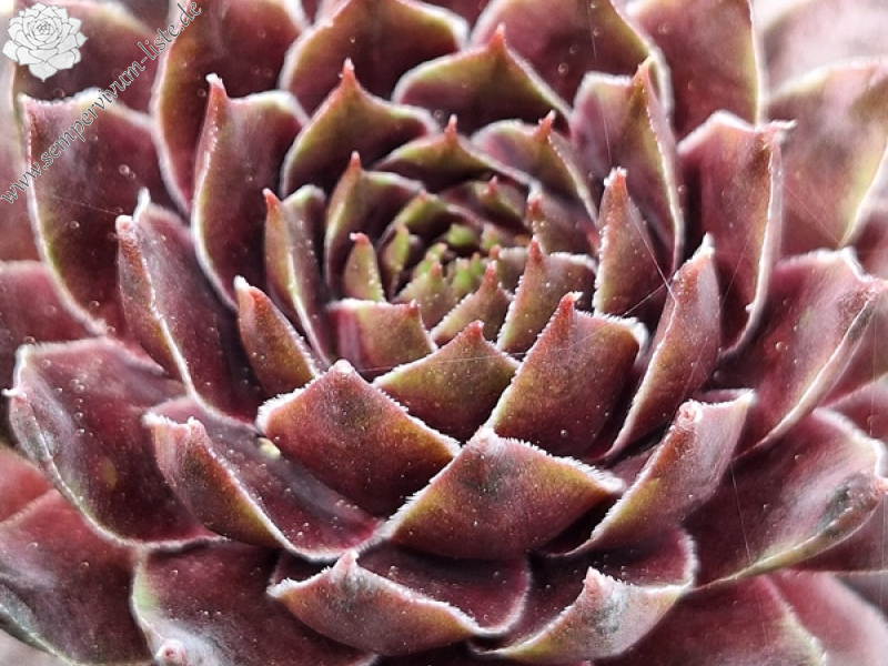 Thelymitra Speciosa (Netzfund)