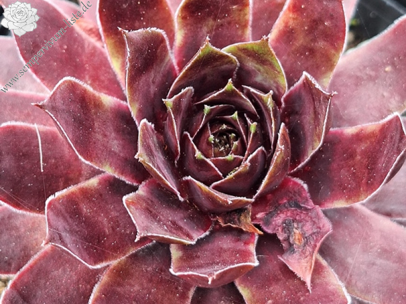 First Kiss (Netzfund)