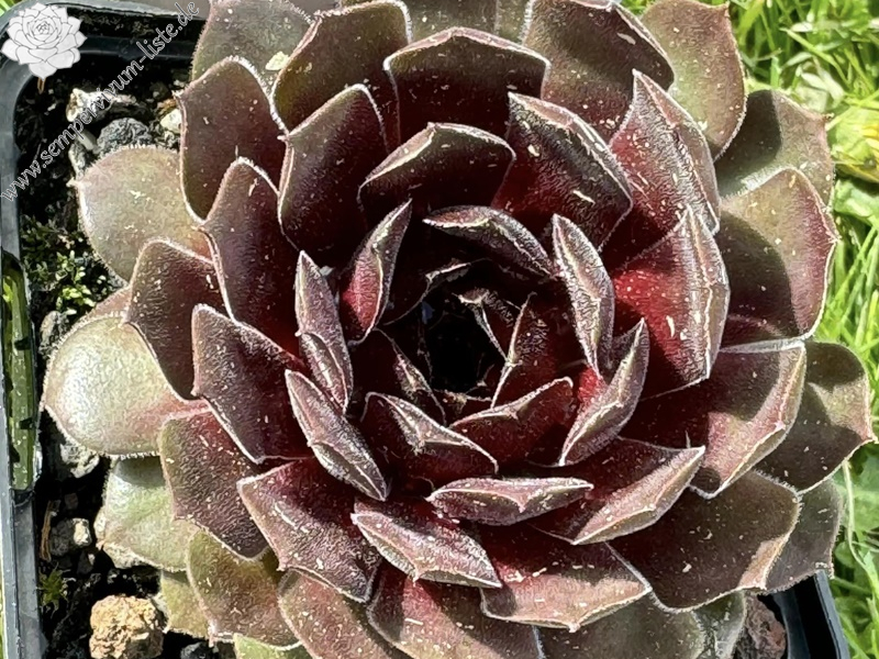 Galapagos (Netzfund)