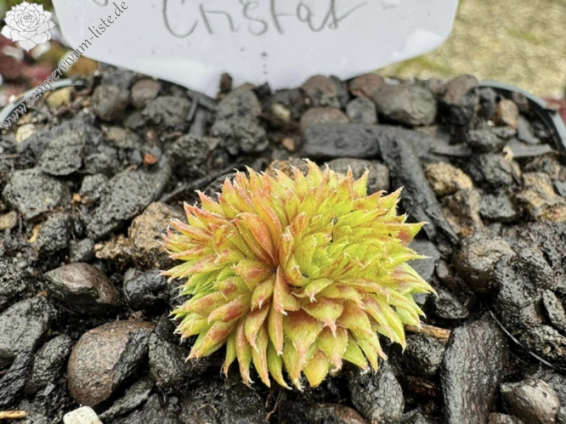 Goldlöckchen (Netzfund)