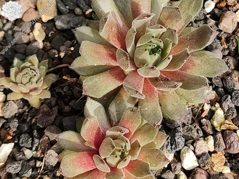 Green Plush (Netzfund)